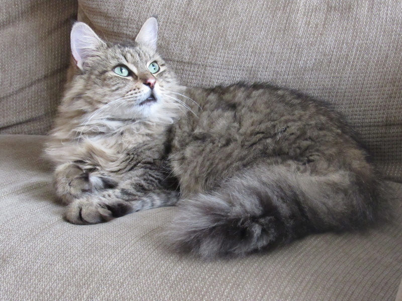 kitty, whisker, vertebrate, pet, domestic, resting, indoors, gray, maine coon cat, looking, cute, animal, domestic animals, one animal, cat, furniture