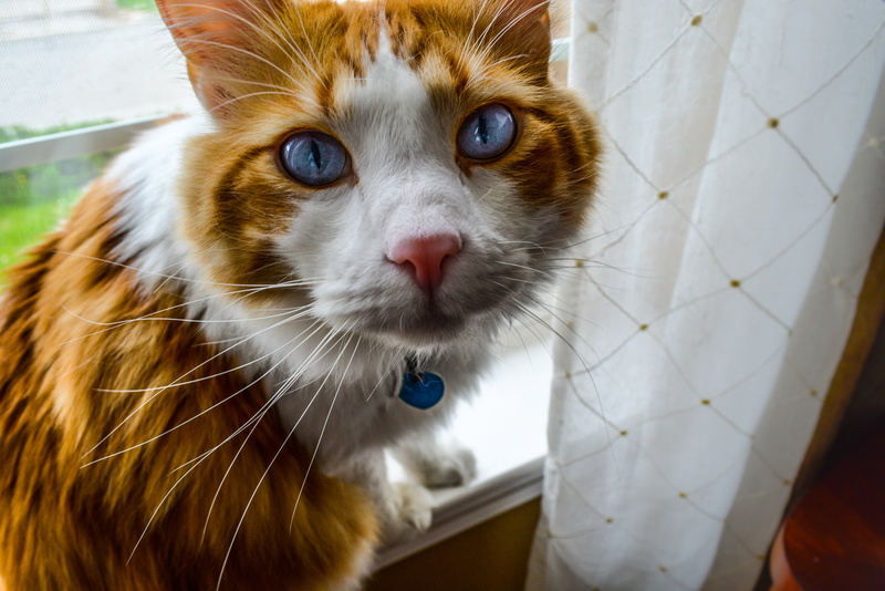 blue, animal, vertebrate, mammal, white, day, kitty, face, hair, looking at camera, no people, focus on foreground, collar, domestic, domestic animals