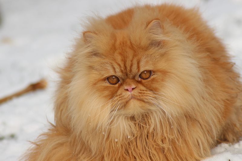 cats eyes, domestic animals, no people, long haired, domestic, one animal, animal portrait, domestic cat, animal world, whisker, snow, mieze, red tomcat