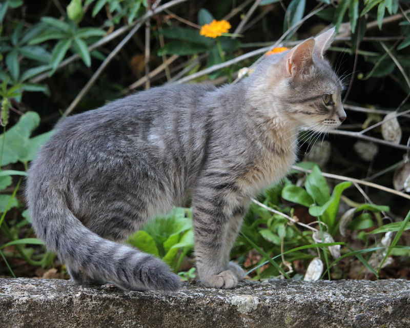 grey kitten, plant, animal, looking away, nature, kitten, domestic animals, kitty, 4K, mammal, whisker, long haired, tabby kitten, domestic cat, fluffy