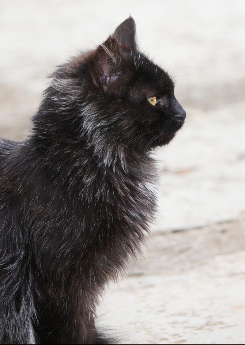black color, black cat, feline, one animal, long haired, 2K, animal themes, vertebrate, animal, kitten, pets, field, cat, nature, land, fur, domestic animals