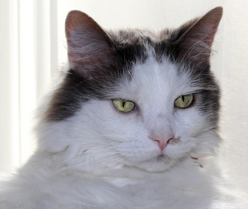 animal eye, white color, 2K, hairstyle, pets, Feline, whisker, portrait, Adorable, animal themes, close-up, domestic, domestic cat, indoors, rescue cat
