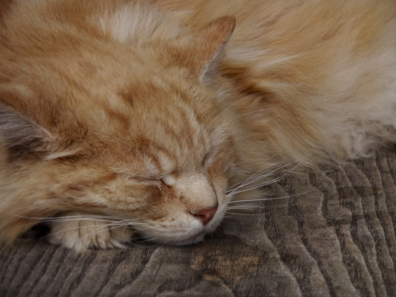 tabby, domestic animals, relaxation, domestic animal, long-haired cat, napping, resting, domestic, whisker, one animal, vertebrate, animal themes, animal body part