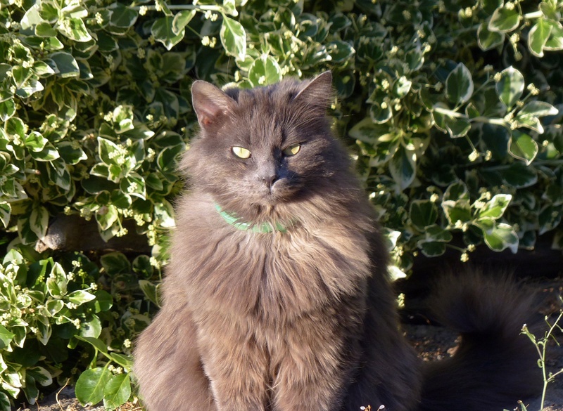 cute, pets, domestic Cat, cat, pet, looking, plant, vertebrate, kitten, sitting, long haired, feline, day, animal head, portrait, animal, plant part, animal themes