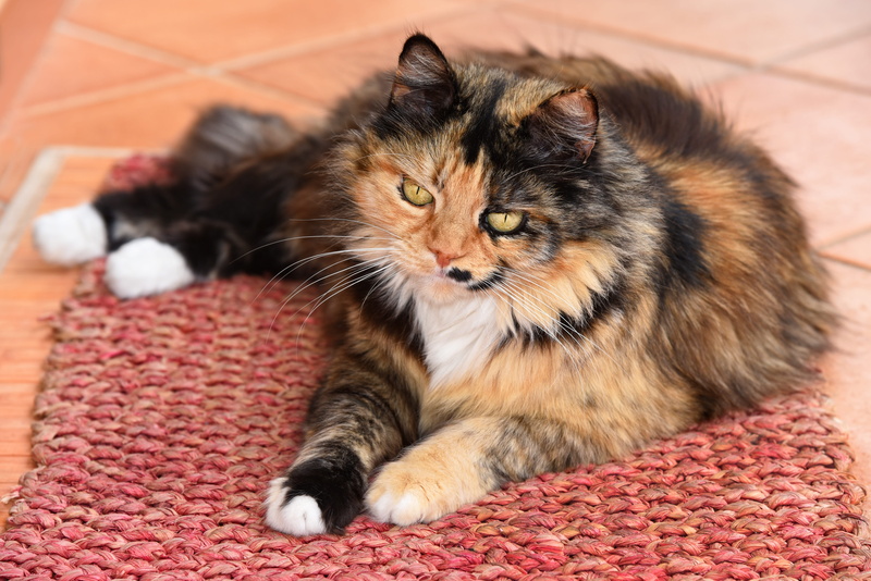 feline, long haired cat, animal themes, no people, close-up, whisker, calico, doormat, 5K, eyes, relaxation, pets, paw, indoors, one animal, domestic