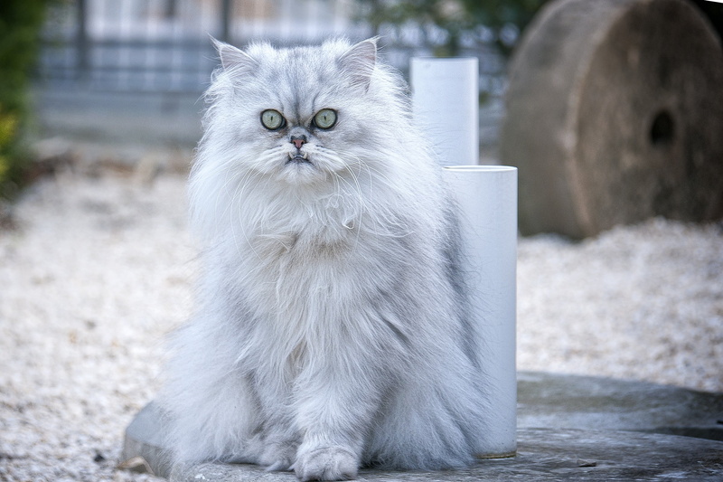 no people, photo, one animal, persian, animal hair, domestic, pets, whisker, sitting, portrait, long hair, white color, 2K, mammal, hairstyle, persian cat