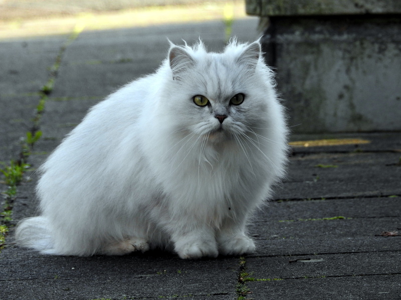 close-up, kitten, one animal, vertebrate, domestic, mammal, domestic animals, white cat, domestic cat, white color, adidas, pets, no people, wildlife photography