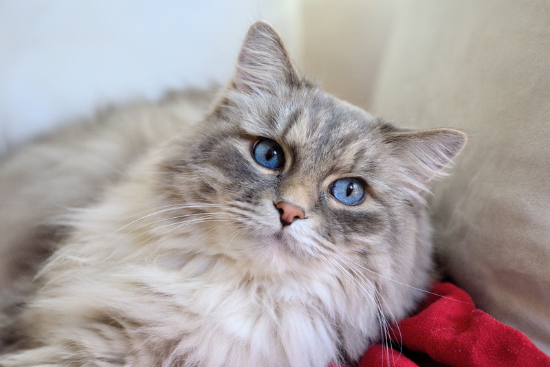 young Animal, indoors, red, vertebrate, long, 5K, pets, animal themes, white, animal hair, apparel, cat, softness, looking at camera, persian cat, feline