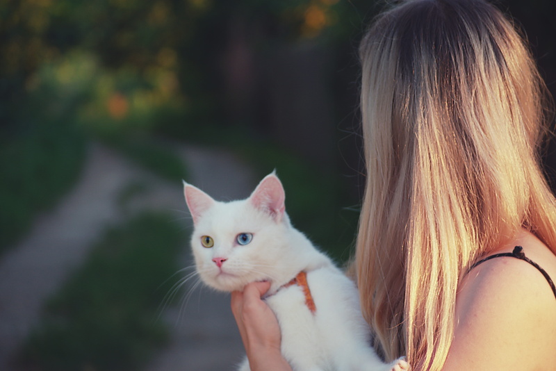 hair, 5K, kitty, one person, woman, hairstyle, feline, pet, whisker, pet owner, domestic cat, headshot, person, adult, portrait, cute, white, vertebrate