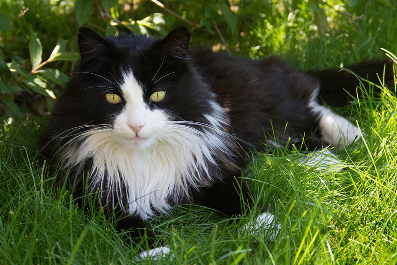 black and white, grass, domestic cat, one animal, fur, animal themes, whisker, pets, nature, domestic animals, domestic, field, yellow eyes, relaxation