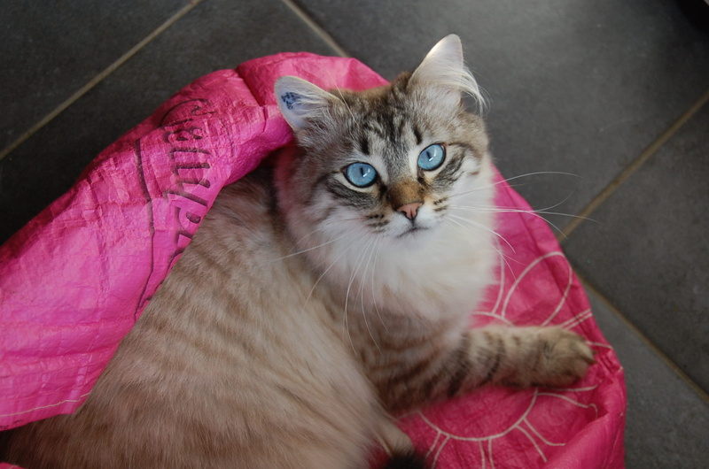 Cat, pets, cat, mammal, Cat, indoors, 1080P, portrait, domestic, looking at camera, no people, Long-Haired, one animal, animal themes, whisker, animal eye