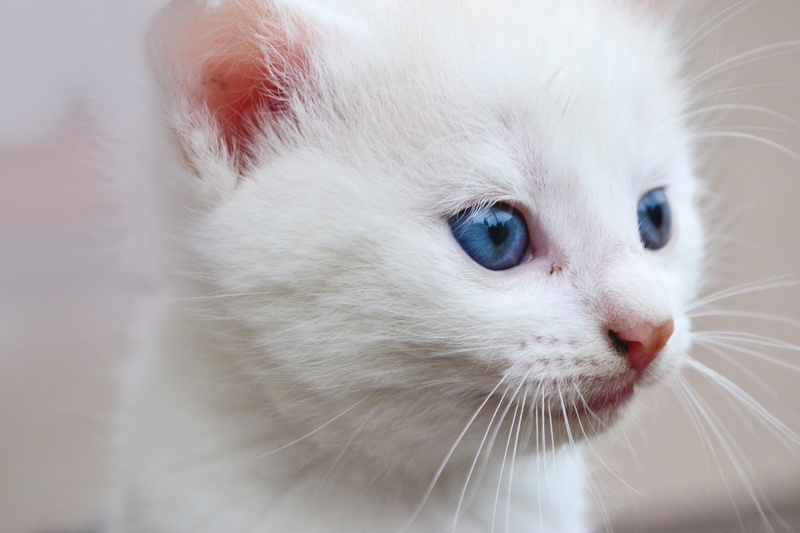 nose, mammal, long, blue eyes, photo, kitten, cat, eye, white cute, hair, domestic animals, white, animal themes, 4K, feline, domestic cat, animal eye