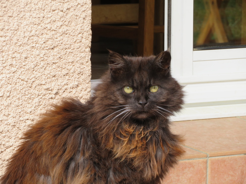 whiskers, eyes, portrait, fur, Hair, coat, indoors, Reflections, good looking, window, long, no people, yellow, Cat, 5K, one animal, cute, hair, mammal