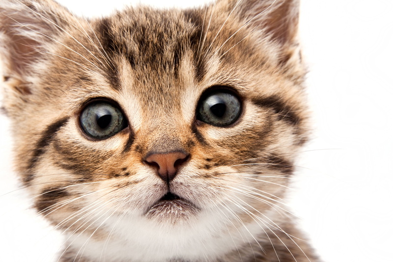 cute, gray, cat, eye, animals And Pets, close-up, face, beautiful, young Animal, tabby, human Face, white, striped, small, kitten, animal Eye, fur, animal Hair
