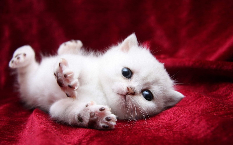 animal themes, mammal, studio Shot, domestic Animals, relaxation, one animal, no people, fur, white color, animal, playful, cat, portrait, beautiful, small