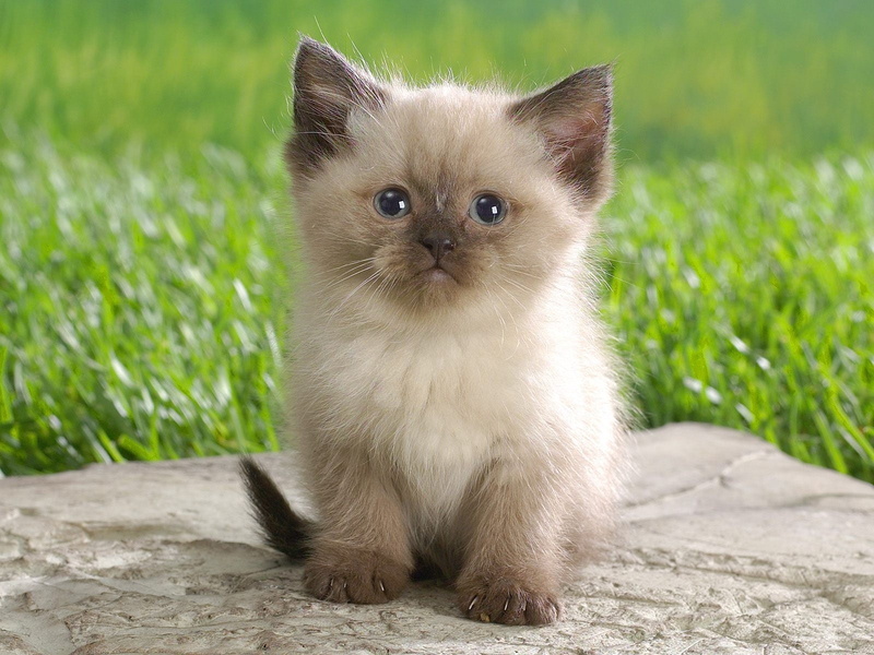 fur, beautiful, young Animal, black, looking, one animal, close-up, feline, green Color, grass, hairstyle, domestic Animals, cute, hair, siamese, beauty