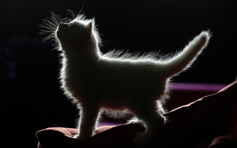 fluffy, silhouette, 1080P, kitten