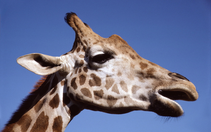 head, animals, giraffe, 1080P