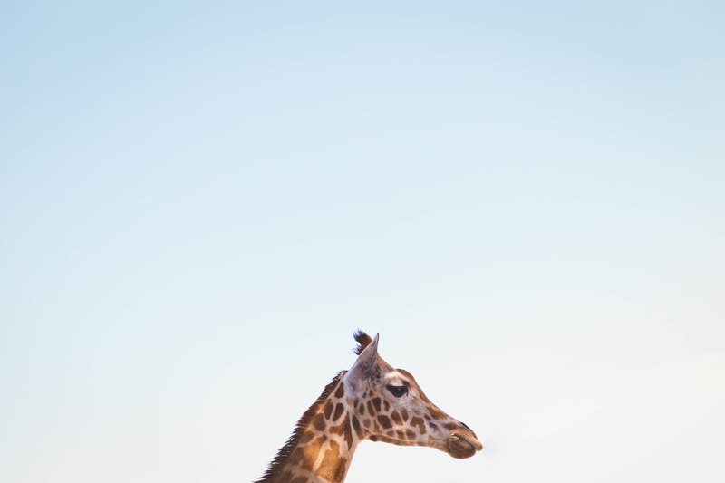 animal themes, animal wildlife, animals In The Wild, copy space, herbivorous, wildlife, one Animal, safari, africa, domestic animals, white, brown, outdoors