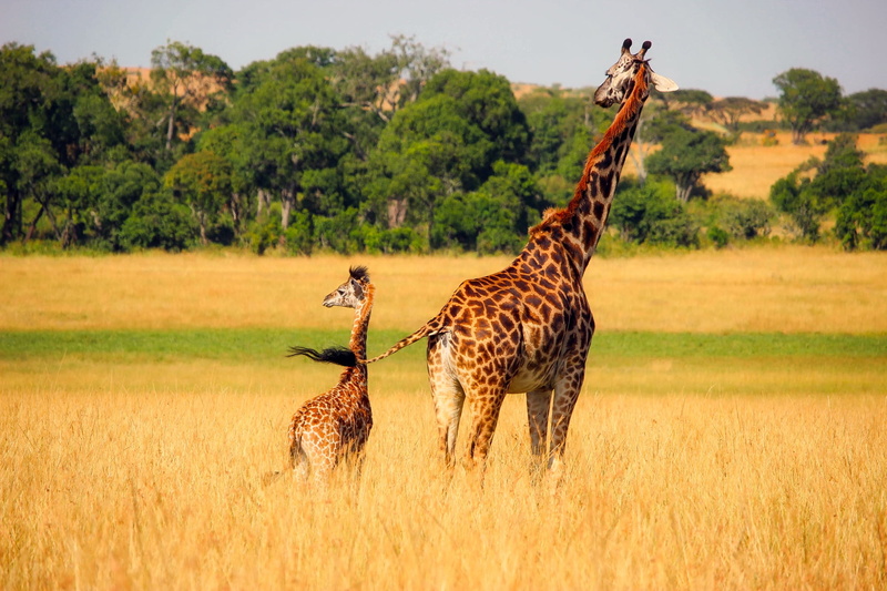 mother, day, hdr, grass, 1080P, safari, giraffe, field, africa, nature, tree, wilderness, wildlife, meadow, environment, landscape, animal family, beside