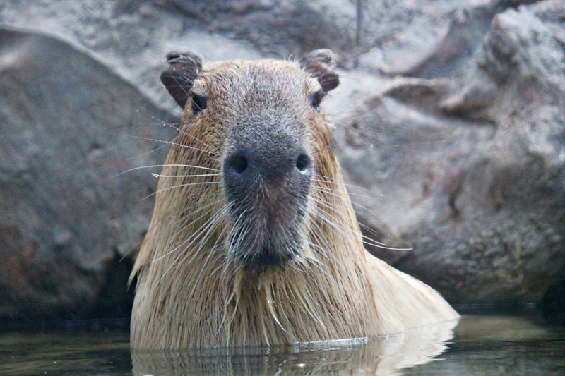 animal head, 5K, water, large, mammal, one animal, muzzle, animal, head, looking at camera, focus on foreground, animal themes, nature, animal wildlife