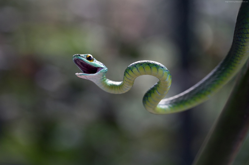 1080P, snake, blur, macro, Eastern green mamba