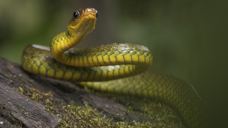 western green mamba, vertebrate, no people, green color, snake, selective focus, nature, warning sign, reptile, animal body part, sign, serpent, one animal