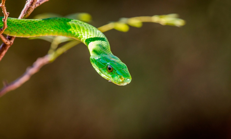 vertebrate, animal wildlife, nature, outdoors, animal, close-up, tree, animal body part, mouth open, Mamba, day, Green mamba, focus on foreground, animal themes