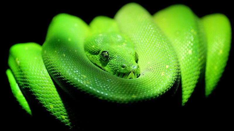 scaled reptile, vertebrate, one animal, black background, reptile, 1080P, lizard, environment, curled up, close up, no people, animal themes, poisonous