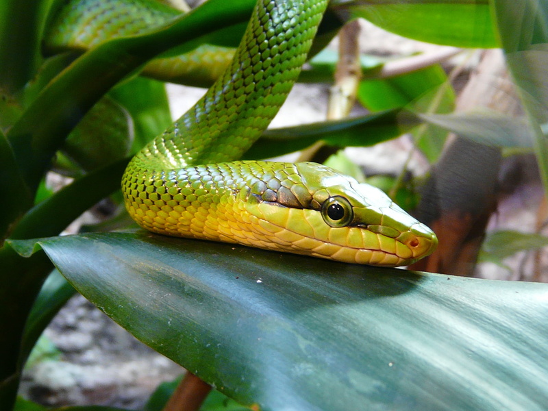 sign, plant, green mamba, day, vertebrate, nature, outdoors, rainforest, zoo, focus on foreground, communication, close-up, animal head, no people, animal eye