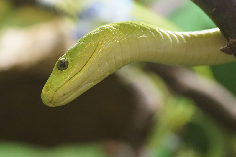 day, one animal, outdoors, 5K, animal body part, green color, animal, poisonous, water, eye, animal eye, animal head, Mamba, animals in the wild, plant
