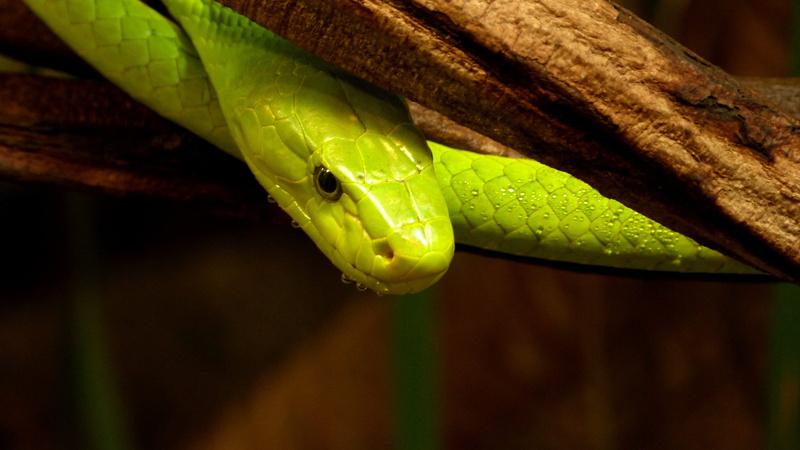 animals in the wild, animal wildlife, nature, poisonous, mamba, africa, animal, warning sign, no people, 4K, snake, water, animal themes, focus on foreground