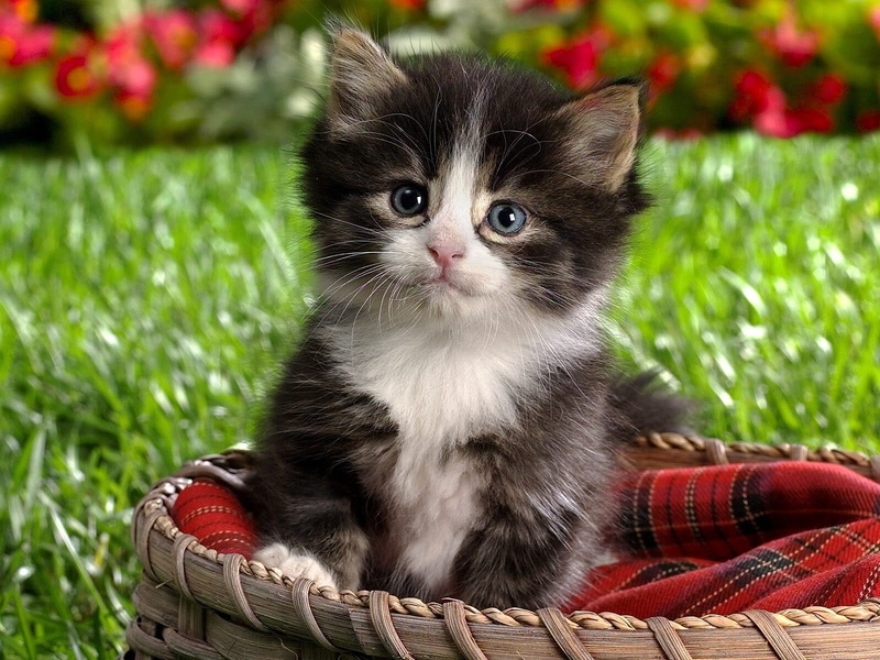 baskets, 720P, cat, animals, kittens
