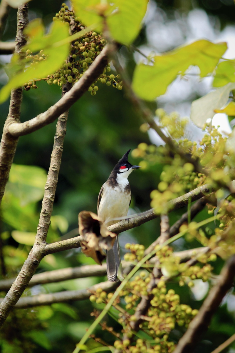 outdoors, nature, leaf, red-whiskered, plant part, wing, red-whiskered bulbul, animal themes, perching, wildlife, vertebrate, white, animal wildlife, natural