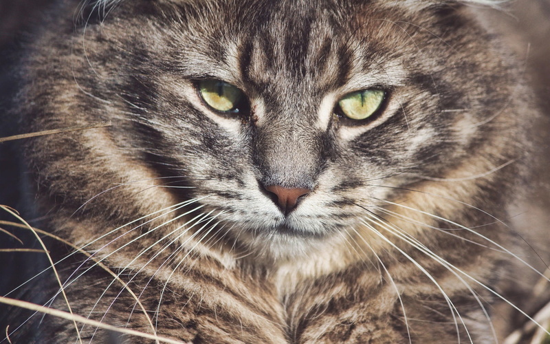 Wild, Eyes, Face, Cat, Whiskers, 1080P