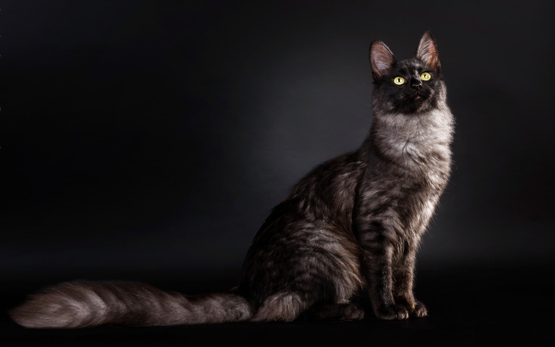 View, Background, Side, Cat, Black, 2K
