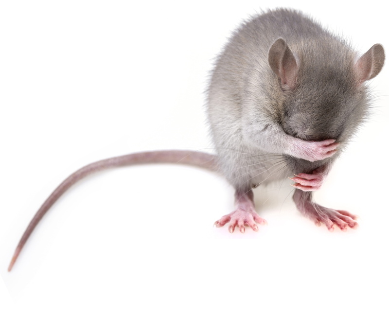 full length, mammal, 4K, rodent, vertebrate, pets, pest, board, mice, studio shot, cut out, tail, animal wildlife, white, gray, animal, animal themes