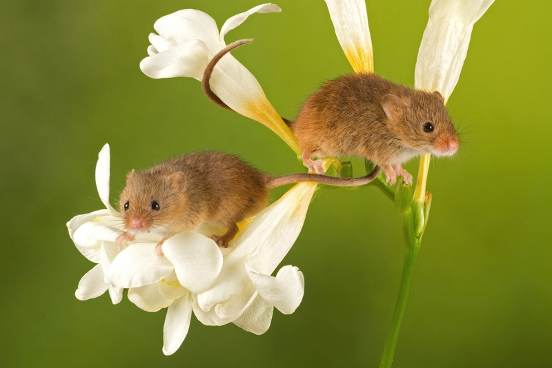 freesia, animal themes, mammal, no people, group of animals, outdoors, plant, green color, vertebrate, animal, flowering plant, cute, Harvest mice, green