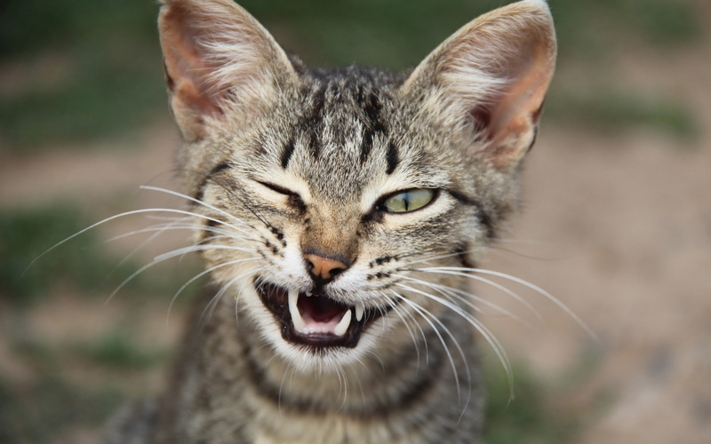 cat, Eyes, grey, Fangs, Kitten, Green, Cute, black, Whiskers, 2K, tabby