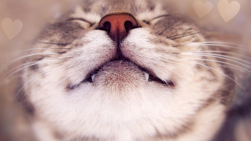 sleeping, cat, desktop, teeth, 1080P, whiskers, nose, funny desktop, funny