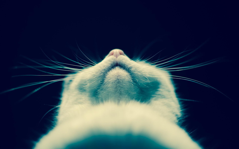 1080P, whiskers, kitty