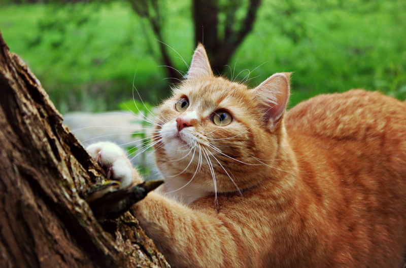 white, coated, gold, fur, brown, short, Cat, tree, whiskers, 1080P, Paws