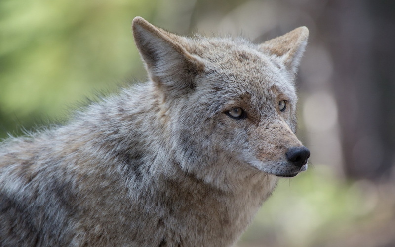 animals, wolf, mammals, 1080P, wildlife