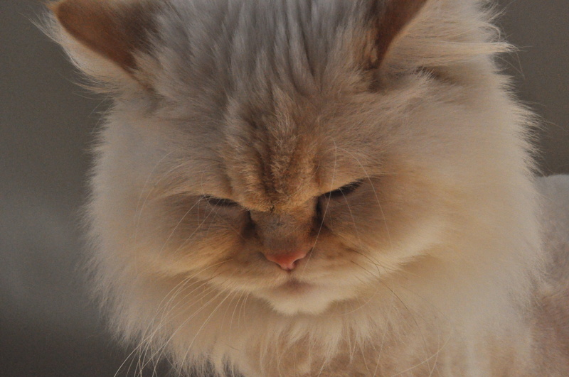 pets, long hair, female cat, indoors, 2K, domestic cat, Himalayan Cat, animal themes, beautiful, animal hair, animal head, cat, relaxation, fluffy, no people