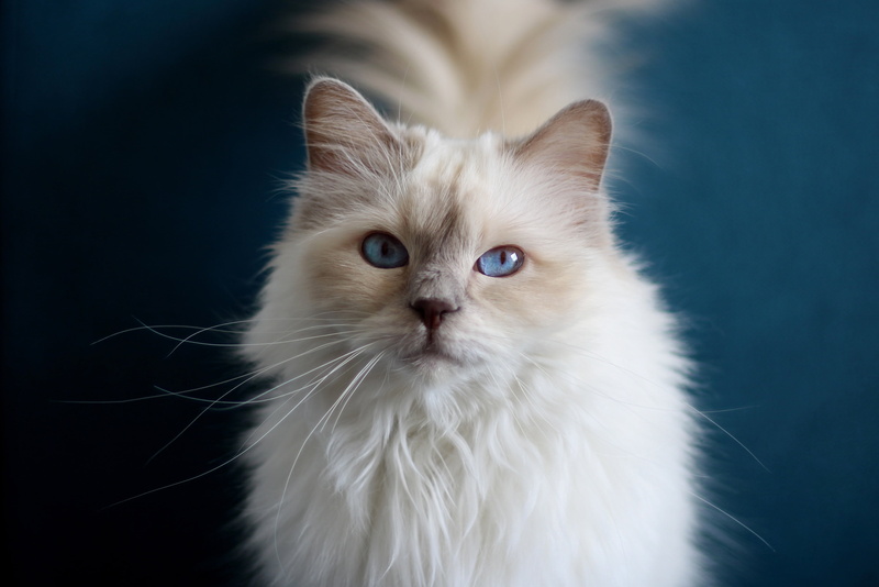 Cat, Ragdoll, Pet, Cats, 4K