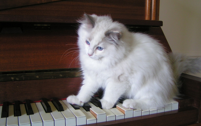 piano, 1080P, cute, tiny, ragdoll, tortie, playing