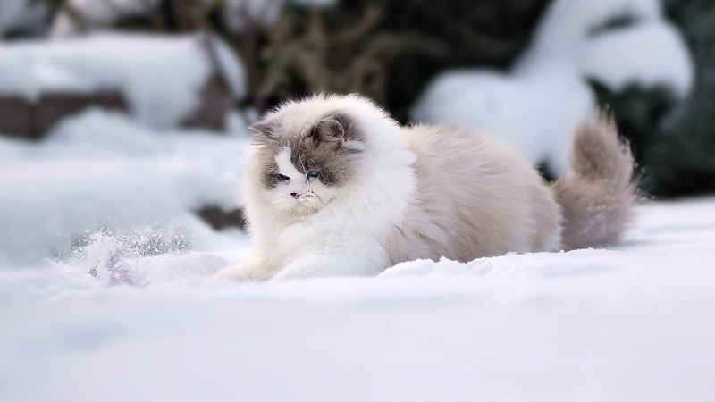 cat, 1080P, Ragdoll, fluffy, snow, winter