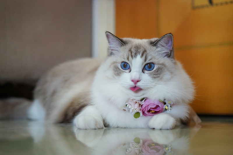 Cat, Cats, Ragdoll, 2K, Pet