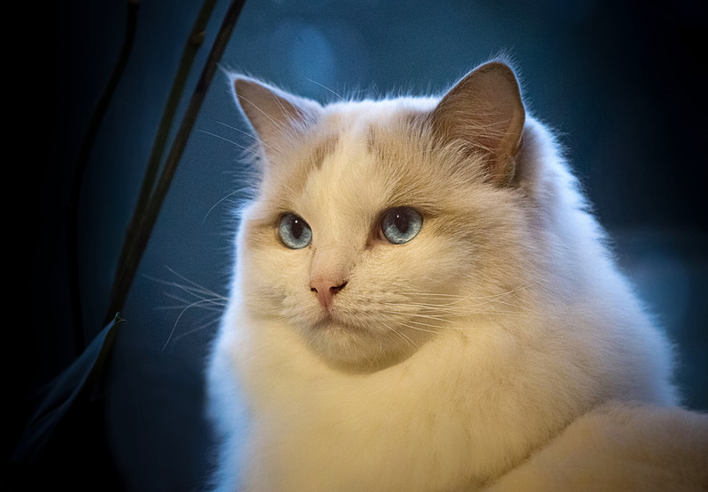 cat, fur, eye, long, looking, one animal, krasava, domestic animals, close-up, mammal, relaxation, animal body part, 2K, animal head, feline, cute, indoors