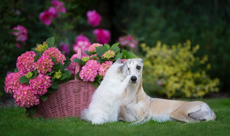 dog, cat, basket, 1080P, kitty, friends, flowers, hydrangea, Ragdoll